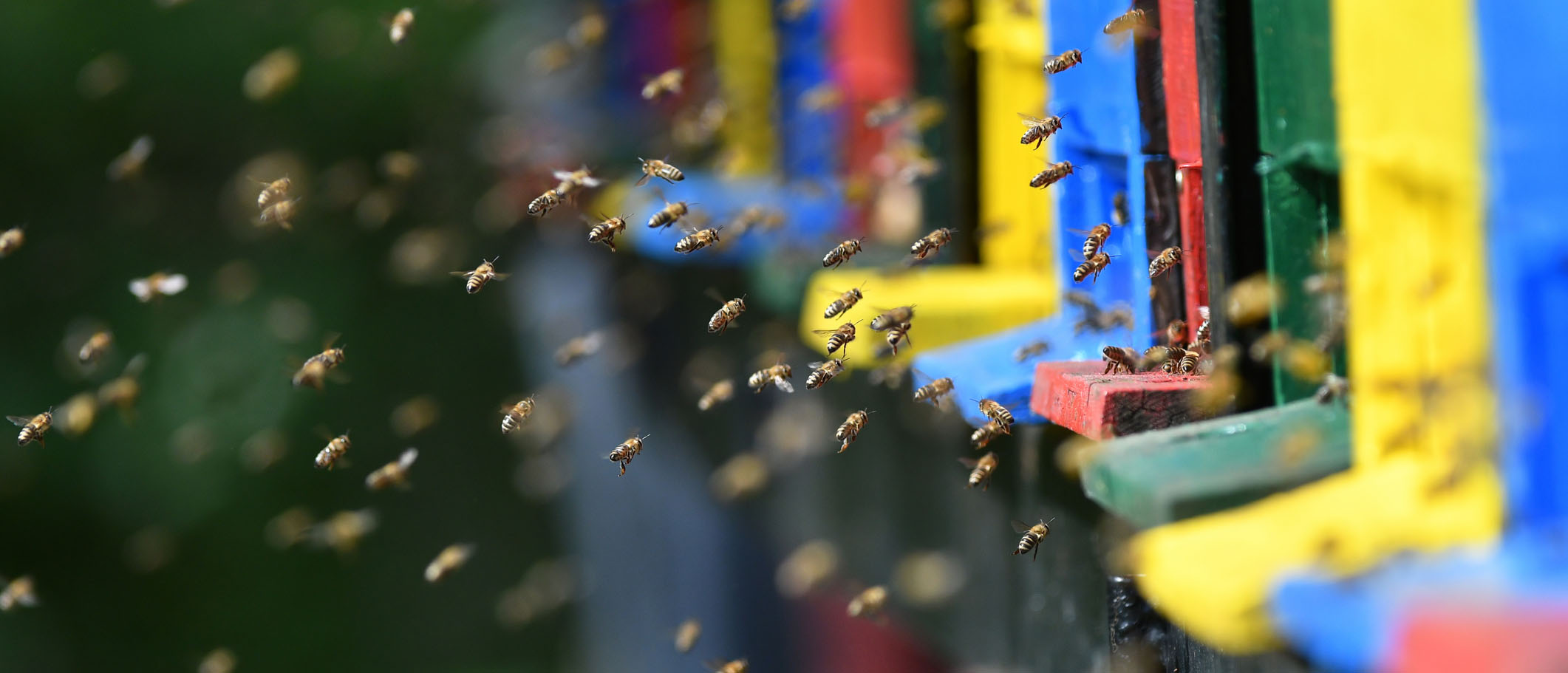 Swarm of bees flying around beehive during spring season